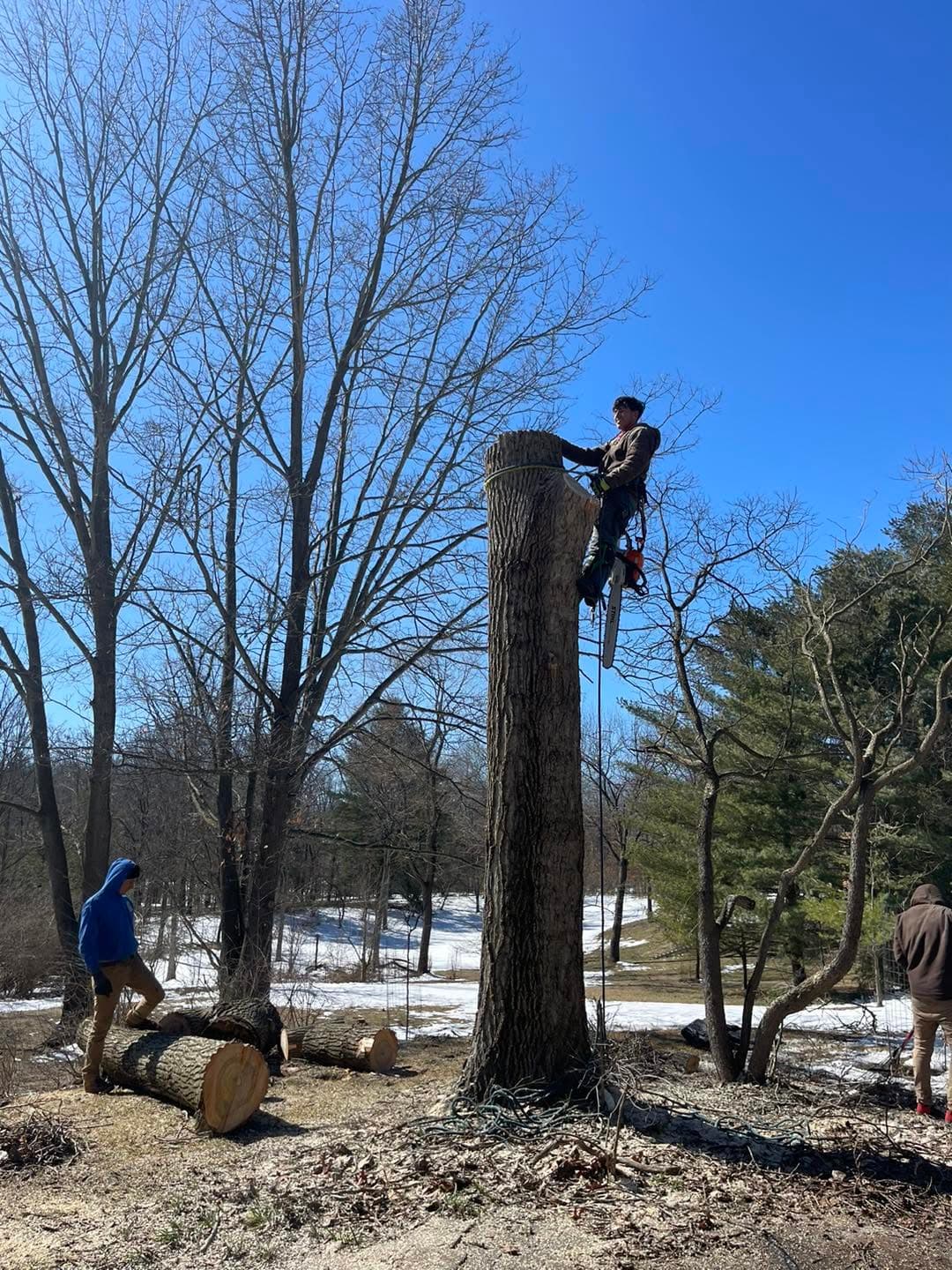 Climber topping a tall tree trunk with a chainsaw during a removal in Ann Arbor