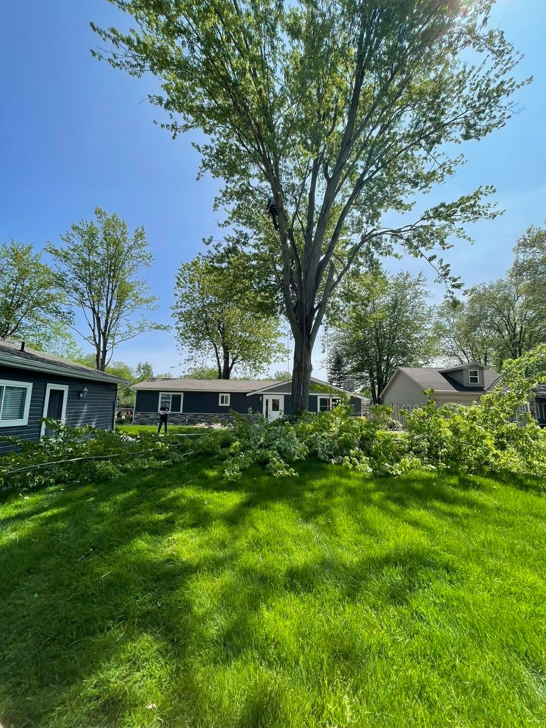 Climber removing a large tree in a residential backyard, branches cleared on the lawn