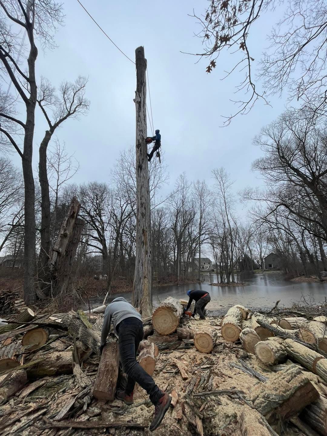 Full crew cutting felled logs beside a lake during a large tree removal